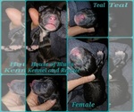 Teal Female - Female American Pit Bull Terrier Puppy for Sale - Small photo