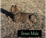 Small Photo #3 German Shepherd Dog Puppy For Sale in DEPEW, OK, USA