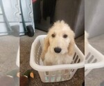 Puppy Red Goldendoodle