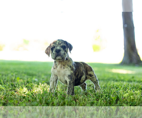 Medium Photo #6 English Bulldog-Mastiff Mix Puppy For Sale in WARSAW, IN, USA