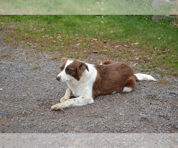 Medium Photo #1 Border Collie Puppy For Sale in GREENWOOD, WI, USA