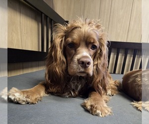 Father of the English Cocker Spaniel puppies born on 01/05/2025