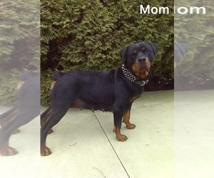 Mother of the Rottweiler puppies born on 06/21/2023
