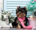 Small Photo #9 Yorkshire Terrier Puppy For Sale in CULLOWHEE, NC, USA
