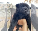 Small Photo #2 Chow Chow Puppy For Sale in EL PASO, TX, USA