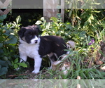 Puppy Cassie Border Collie