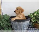 Small Photo #4 Golden Retriever Puppy For Sale in THORP, WI, USA