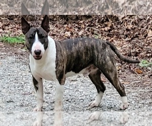 Father of the Bull Terrier puppies born on 03/01/2023