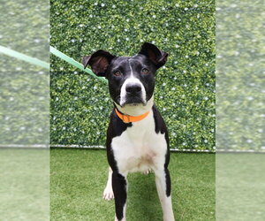 American Bulldog-Unknown Mix Dogs for adoption in Naples, FL, USA