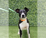 Small American Bulldog Mix