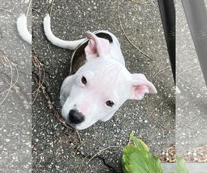 American Pit Bull Terrier-Unknown Mix Dogs for adoption in Wakefield, RI, USA