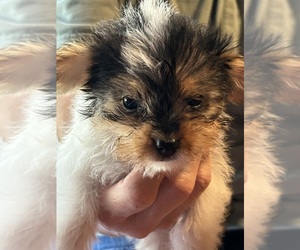 Yorkshire Terrier Puppy for Sale in DOTHAN, Alabama USA