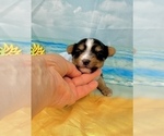 Small #17 Morkie