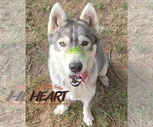 Glacier - Male Siberian Husky Dog for Adoption - Photo #3