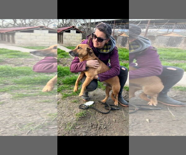 Medium Photo #3 Dachshund-Unknown Mix Puppy For Sale in NYC, NY, USA