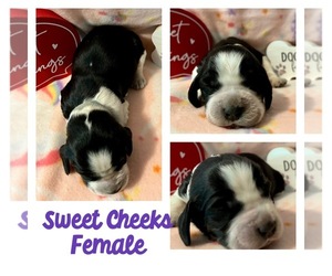 English Springer Spaniel Puppy for sale in MADISON, IN, USA