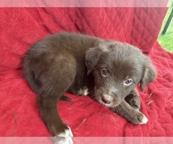 Medium Photo #4 Borador Puppy For Sale in MARION, VA, USA