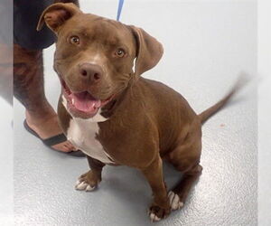 American Pit Bull Terrier Dogs for adoption in St. Cloud, FL, USA