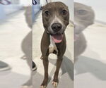 Small #1 American Pit Bull Terrier