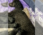 Small Photo #1 Goldendoodle Puppy For Sale in BLUE RAPIDS, KS, USA
