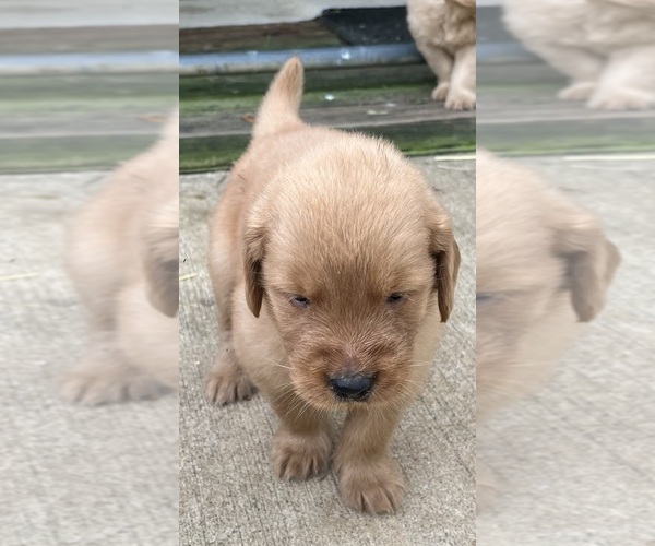 Medium Photo #10 Golden Retriever Puppy For Sale in COSHOCTON, OH, USA