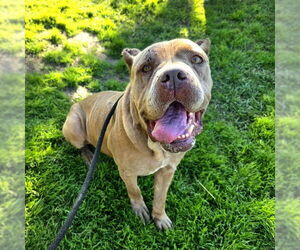 Mutt Dogs for adoption in Long Beach, CA, USA