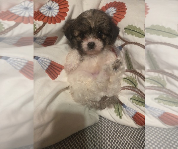 Medium Photo #40 Maltipom Puppy For Sale in HUDSON, MA, USA