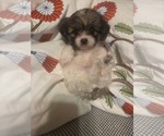 Small #39 Maltipom