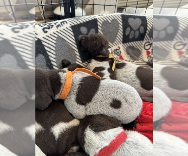 Medium Photo #3 German Shorthaired Pointer Puppy For Sale in ELNORA, IN, USA