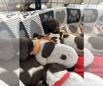 Small Photo #3 German Shorthaired Pointer Puppy For Sale in ELNORA, IN, USA