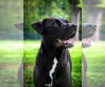Small #1 Labrador Retriever Mix