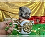 Small Photo #21 Pomeranian Puppy For Sale in HAYWARD, CA, USA