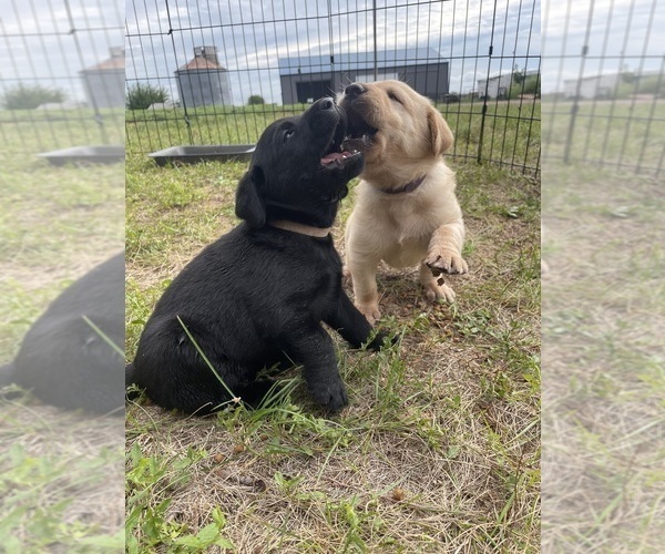 Medium Photo #7 Labrador Retriever Puppy For Sale in DIMOCK, SD, USA