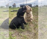 Small #6 Labrador Retriever