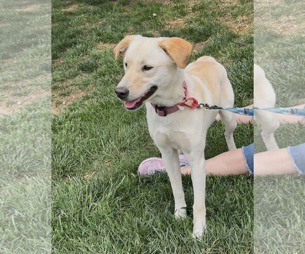 Medium Photo #4 Labrador Retriever-Unknown Mix Puppy For Sale in Thomasville, NC, USA