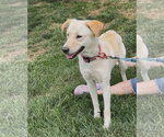 Small #3 Labrador Retriever Mix