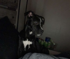 American Pit Bull Terrier-Unknown Mix Puppy for sale in HARRODSBURG, KY, USA