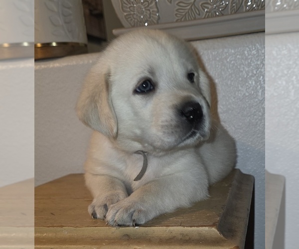 Medium Photo #1 Labrador Retriever Puppy For Sale in VICTORVILLE, CA, USA