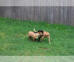 Small Photo #12 Labrador Retriever-Unknown Mix Puppy For Sale in Sebec, ME, USA