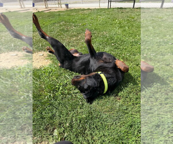 Medium Photo #3 Rottweiler Puppy For Sale in Pierceton , IN, USA