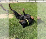 Small #2 Rottweiler