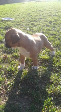 Medium Photo #10 Boxer Puppy For Sale in KENNEWICK, WA, USA