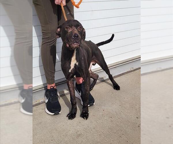 Medium Photo #1 Mutt Puppy For Sale in Louisville, KY, USA