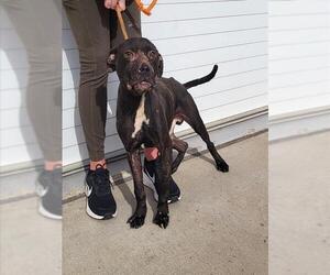 Mutt Dogs for adoption in Louisville, KY, USA