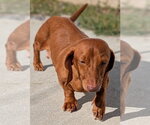 Small #1 Dachshund