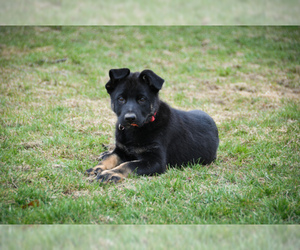 German Shepherd Dog Puppy for sale in FINDLAY, OH, USA