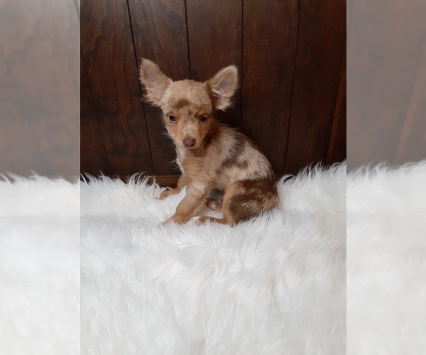 Medium Photo #2 Chihuahua Puppy For Sale in INDIANAPOLIS, IN, USA