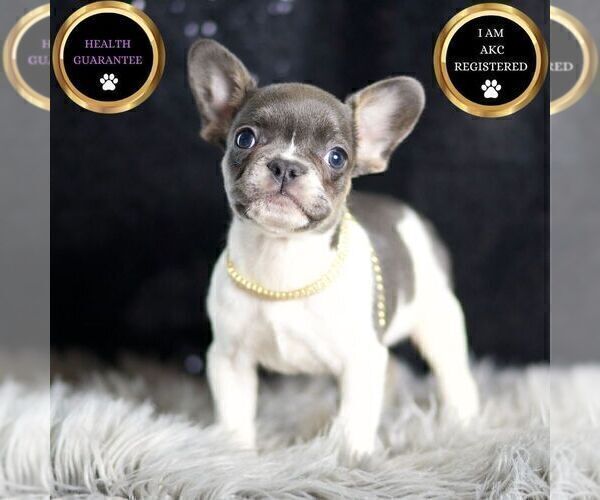 Medium Photo #8 French Bulldog Puppy For Sale in WARSAW, IN, USA