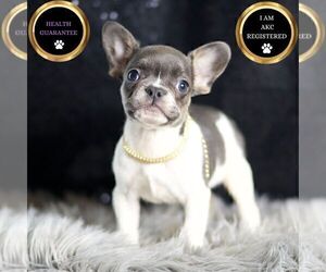 Medium French Bulldog