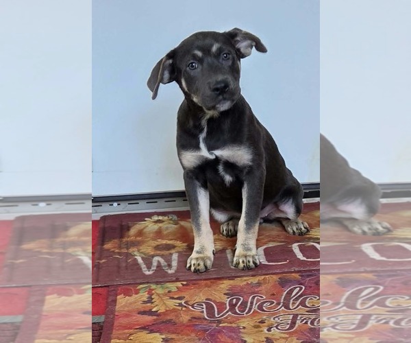 Medium Photo #1 Shepweiller Puppy For Sale in SHERBURNE, NY, USA